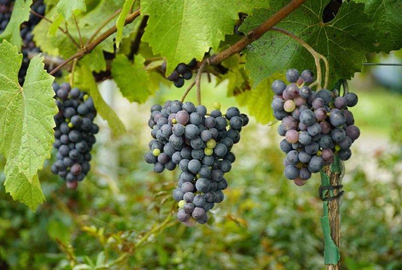 Amarone 葡萄