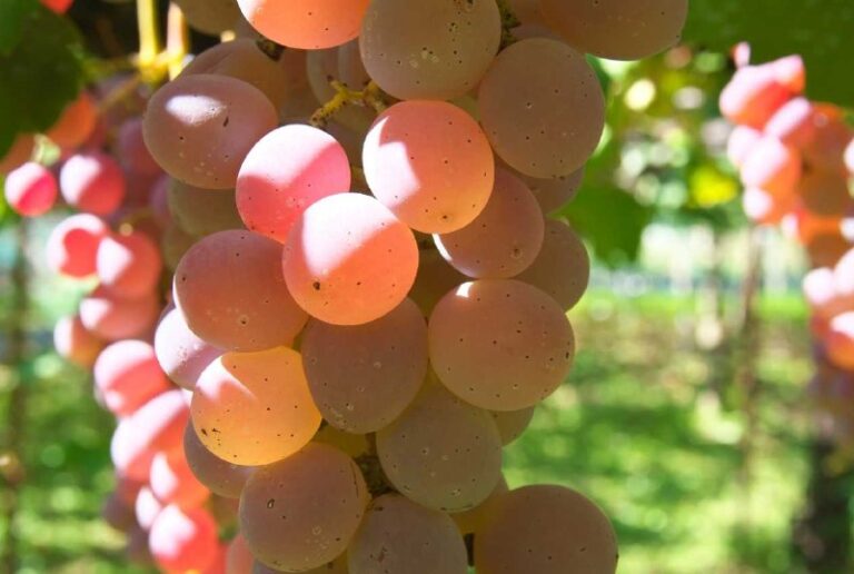 甲州是什麼？認識日本最具代表性的葡萄品種 Koshu，為什麼適合清爽型白酒？