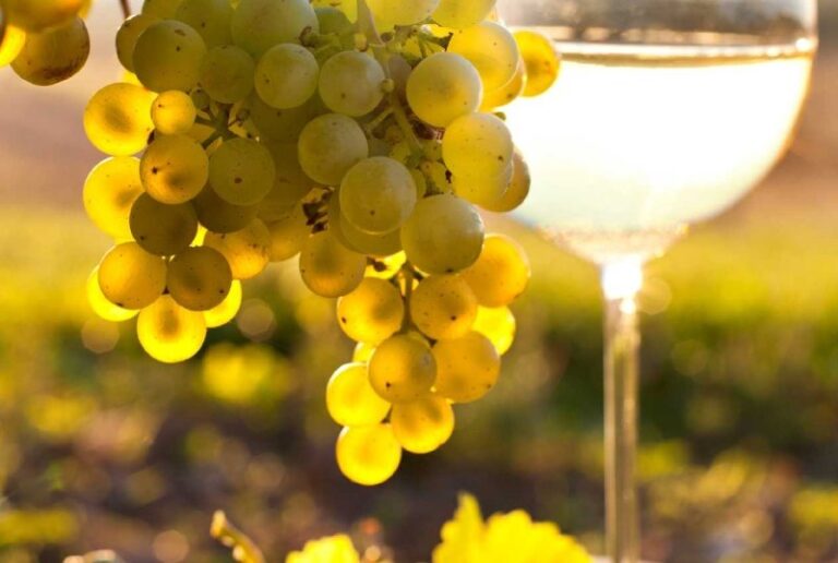 貴腐酒是什麼？從 Sauternes、Barsac 到澳洲 Botrytis Semillon 一次認識