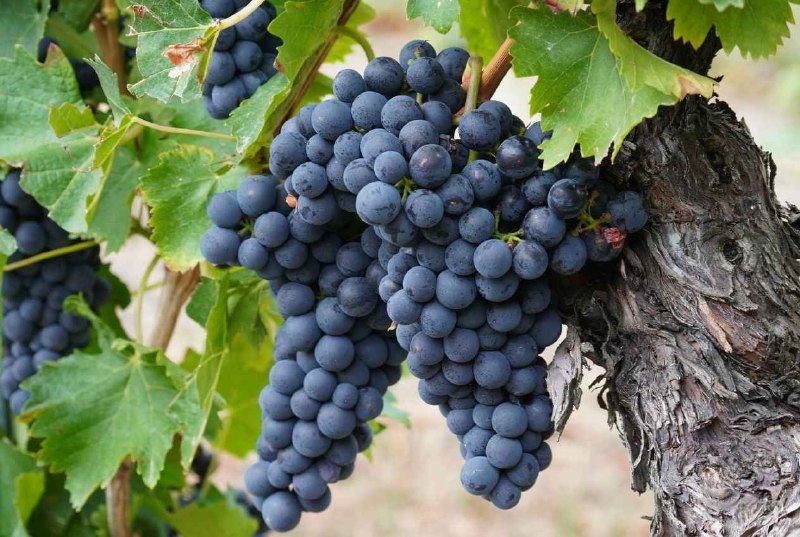 Aglianico 老藤葡萄內文圖