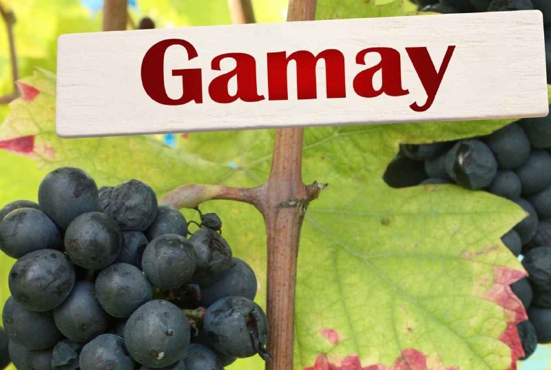 Gamay 葡萄與品種識別