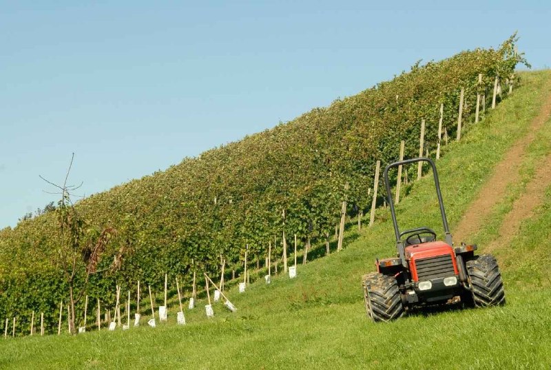 Nebbiolo 陡坡葡萄園內文圖